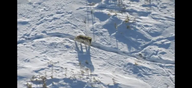 Northwestern wolf (Canis lupus occidentalis) as shown in Frozen Planet - Winter